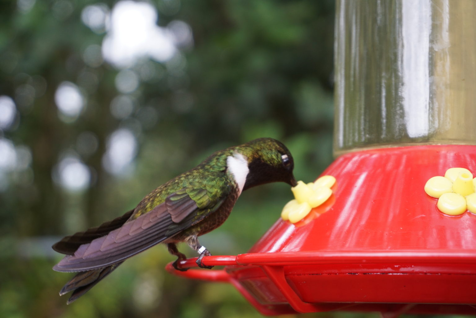 La casa de los colibríes que promueve el ecoturismo en Mérida