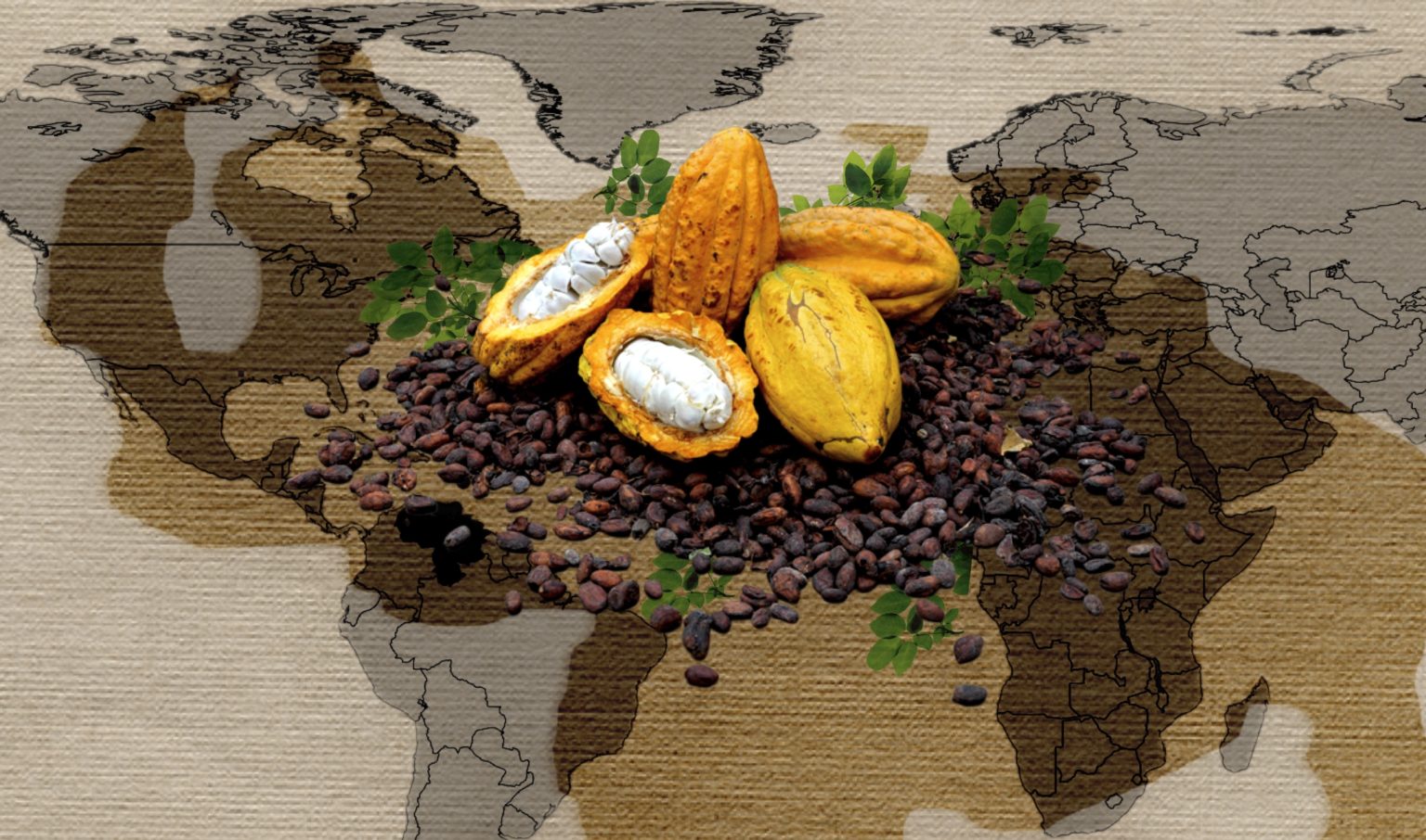 Cacao Sostenible: Bueno Para La Economía Y Vital Para El Bosque | Cinco8