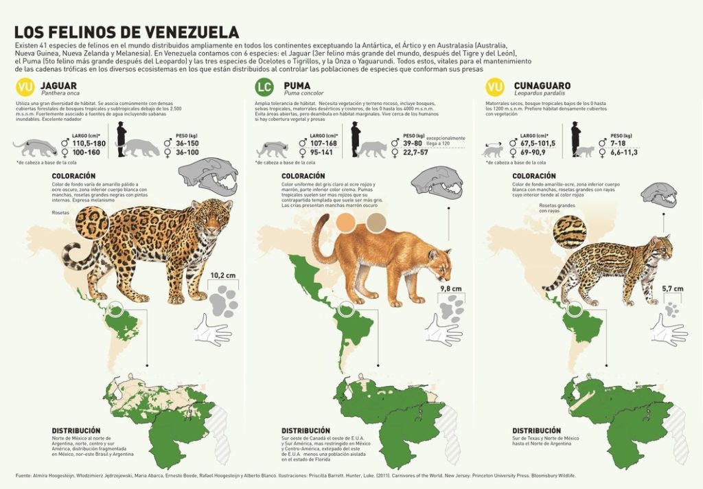 Venezuela también es megadiversa por sus felinos